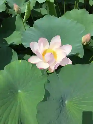 猿賀神社の自然