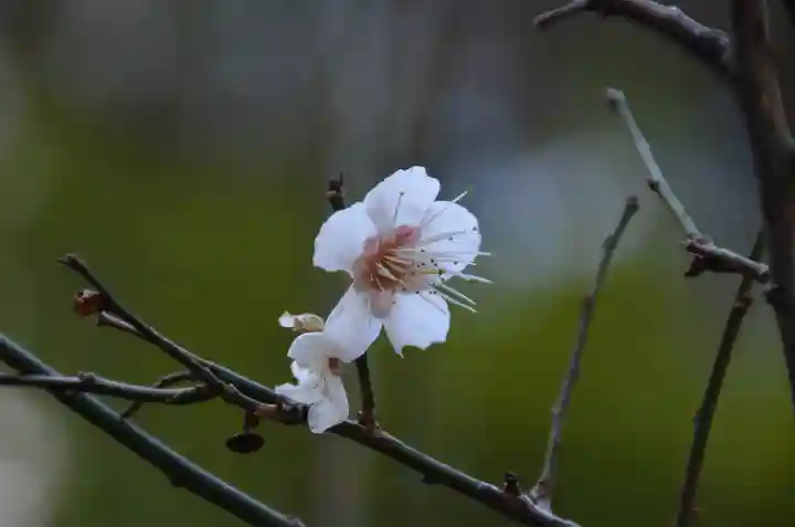 月夜見宮(豊受大神宮別宮)の自然