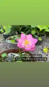 地蔵寺(奈良県)(2024年07月22日(月) 00時04分48秒投稿)