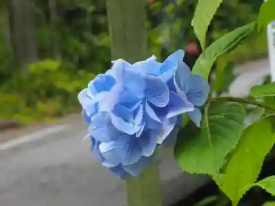 明月院(神奈川県)