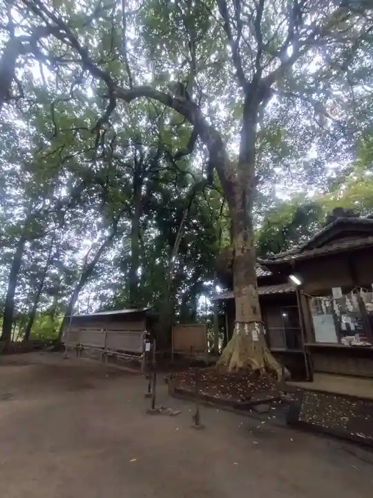 氷川女體神社(埼玉県)