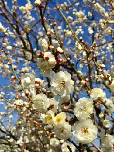 亀戸天神社の自然