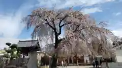 長明寺の本殿