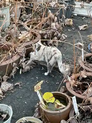 一心寺・一心禅寺の動物