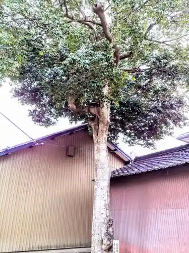 琴飛羅社の自然