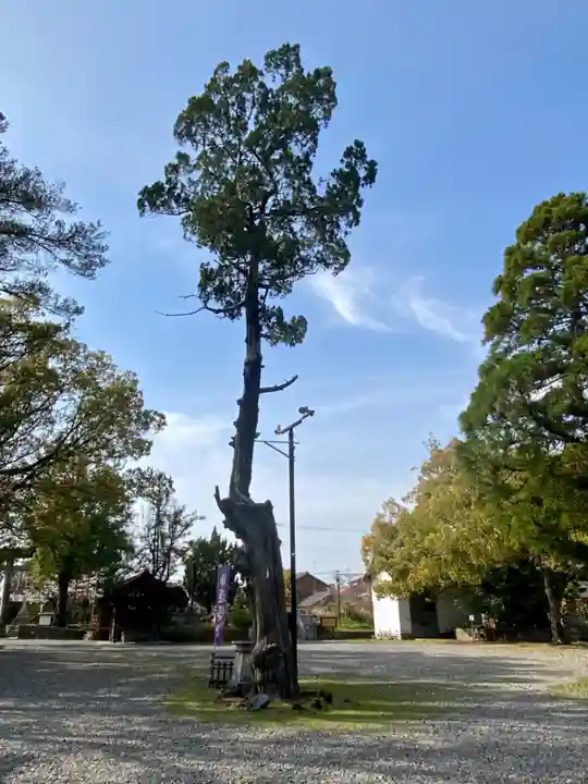 闘鶏神社(和歌山県)