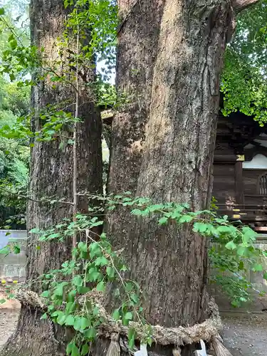 玉敷神社(埼玉県)