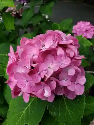 妙法寺(東京都)