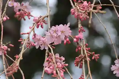 三島八幡神社の自然