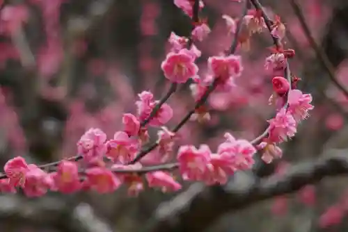 岩津天満宮の自然