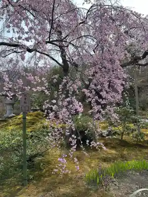 天龍寺の{uncategorized: "未分類", other: "その他", undefined: "問題あり", building: "その他建物", grave: "お墓", sacred_gate: "鳥居", guardian: "狛犬", statue: "像", buddha: "仏像", history: "歴史", nature: "自然", garden: "庭園", animal: "動物", pagoda: "塔", temizu: "手水舎", mountain_gate: "山門・神門", sanctuary: "本殿・本堂", subordinate: "末社・摂社", art: "芸術", scenery: "景色", jizo: "地蔵", ema: "絵馬", goshuin: "御朱印", omikuji: "おみくじ", items: "授与品その他", amulet: "お守り", goshuincho: "御朱印帳", eats: "食事", festival: "お祭り", votive_dance: "神楽", shichigosan: "七五三参", wedding: "結婚式", experience: "体験その他", initially: "初詣", around: "周辺", anti_infection: "感染症対策"}