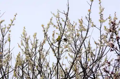 多治速比売神社の自然