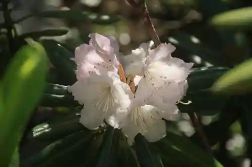 阿邪訶根神社の庭園