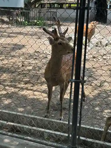 三嶋大社(静岡県)
