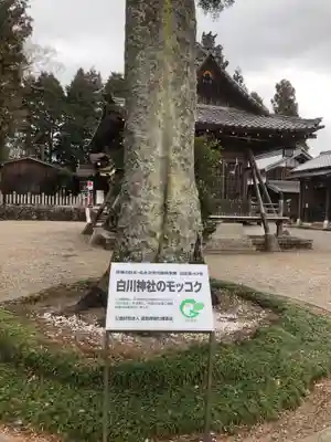 白川神社の自然