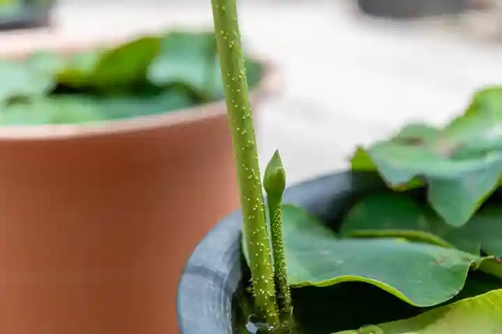 大久寺(神奈川県)