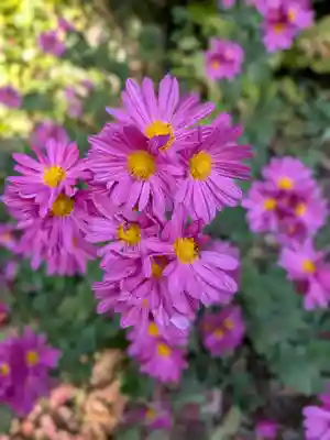 鷺宮八幡神社(東京都)