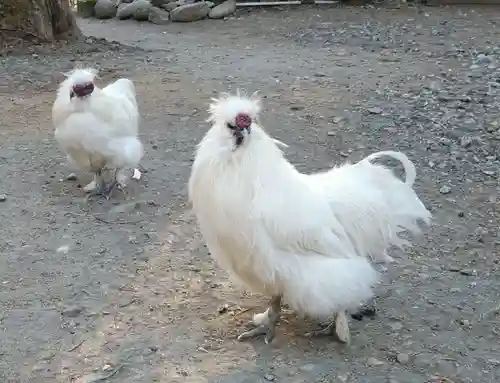 公時神社の動物