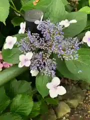 藤森神社の自然