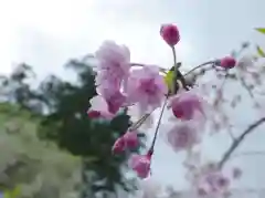 志波彦神社・鹽竈神社の自然