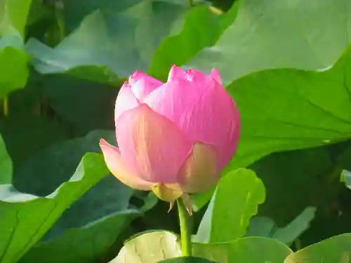 鶴岡八幡宮の自然