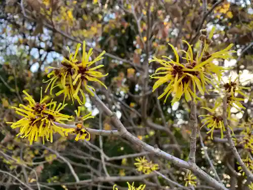 普門寺(切り絵御朱印発祥の寺)の自然