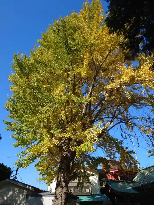 (芝生)浅間神社の自然