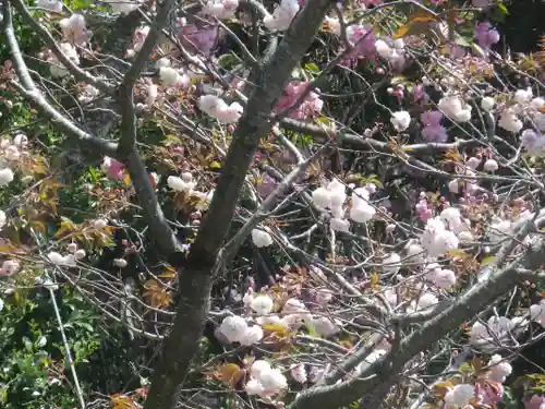 八雲神社（鎌倉・大町）の自然