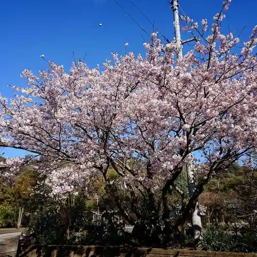 音蔵寺の庭園