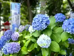 川越八幡宮(埼玉県)