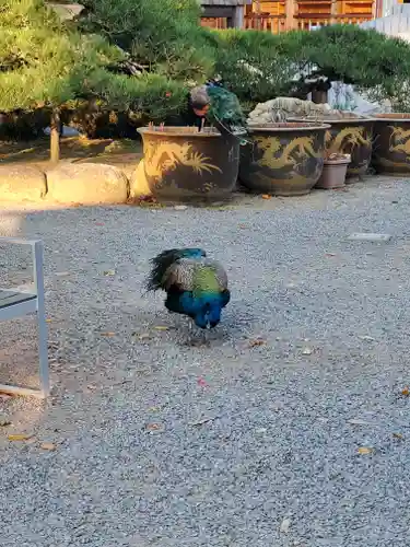 楽法寺（雨引観音）(茨城県)