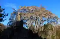 州伝寺の仏像