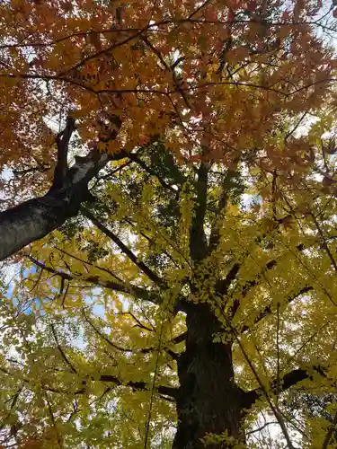 賀茂御祖神社（下鴨神社）の自然