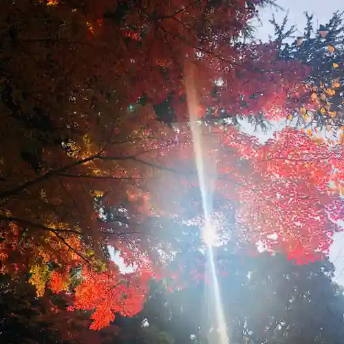 靖國神社の自然