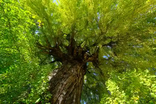 丹生酒殿神社の自然