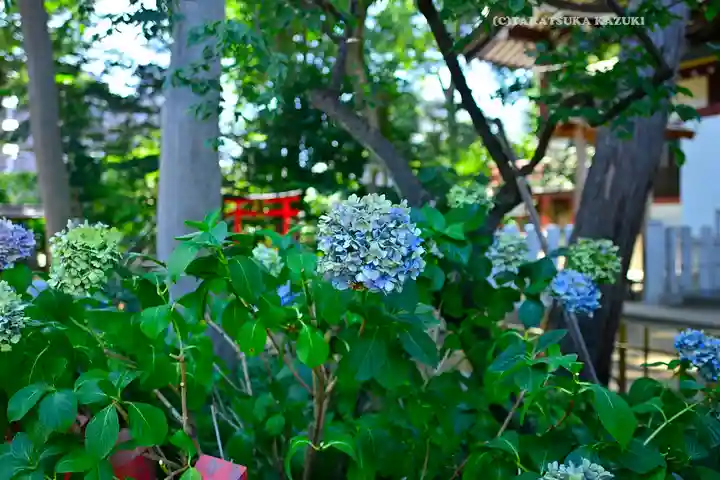 川越八幡宮の自然