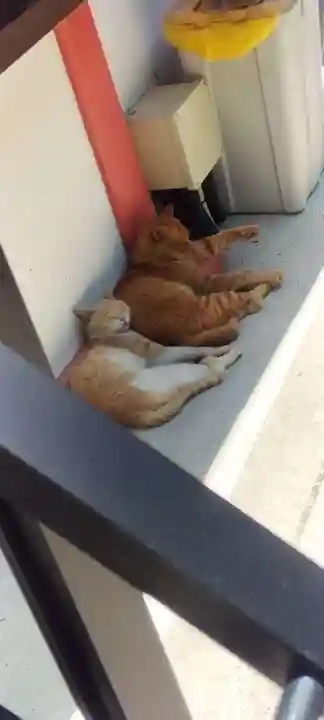 南法華寺(壷阪寺)の動物