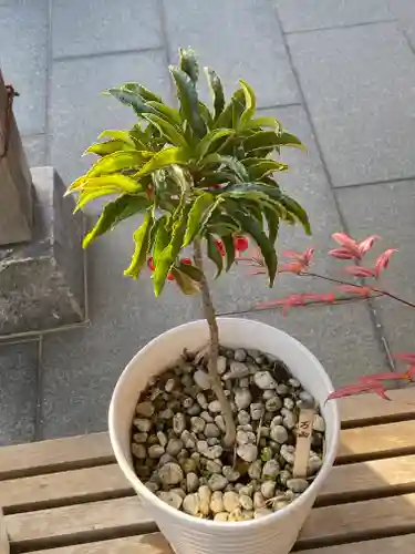 妙蓮寺(神奈川県)