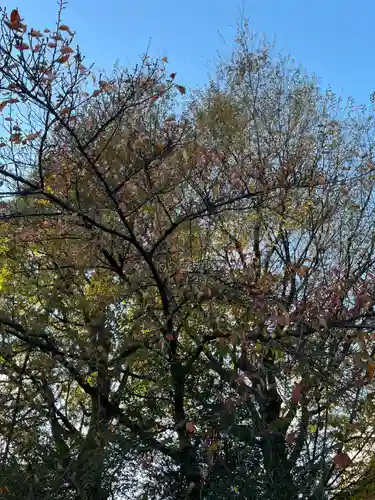 桜神宮(東京都)