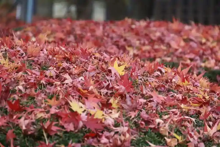 開成山大神宮の自然