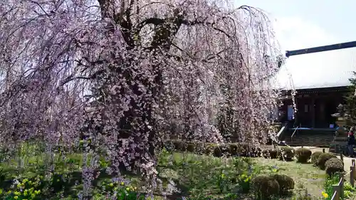 安養寺の本殿