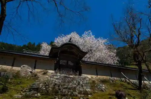 常照皇寺の山門