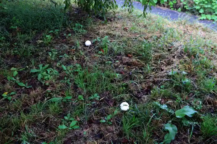 阿久津「田村神社」(郡山市阿久津町)旧社名:伊豆箱根三嶋三社の庭園
