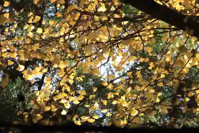 王子神社の自然