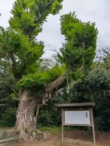 鎌数伊勢大神宮の{uncategorized: "未分類", other: "その他", undefined: "問題あり", building: "その他建物", grave: "お墓", sacred_gate: "鳥居", guardian: "狛犬", statue: "像", buddha: "仏像", history: "歴史", nature: "自然", garden: "庭園", animal: "動物", pagoda: "塔", temizu: "手水舎", mountain_gate: "山門・神門", sanctuary: "本殿・本堂", subordinate: "末社・摂社", art: "芸術", scenery: "景色", jizo: "地蔵", ema: "絵馬", goshuin: "御朱印", omikuji: "おみくじ", items: "授与品その他", amulet: "お守り", goshuincho: "御朱印帳", eats: "食事", festival: "お祭り", votive_dance: "神楽", shichigosan: "七五三参", wedding: "結婚式", experience: "体験その他", initially: "初詣", around: "周辺", anti_infection: "感染症対策"}