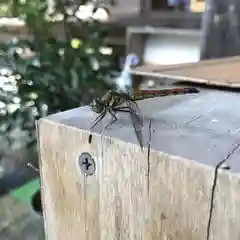 高司神社〜むすびの神の鎮まる社〜の動物