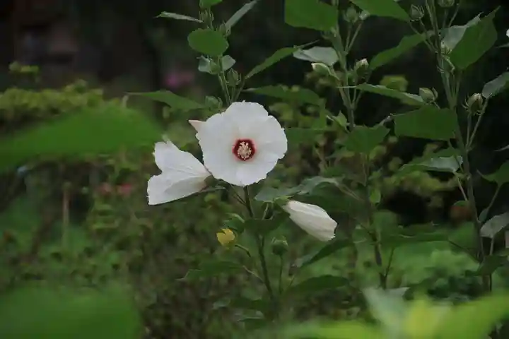 阿久津「田村神社」(郡山市阿久津町)旧社名:伊豆箱根三嶋三社の庭園