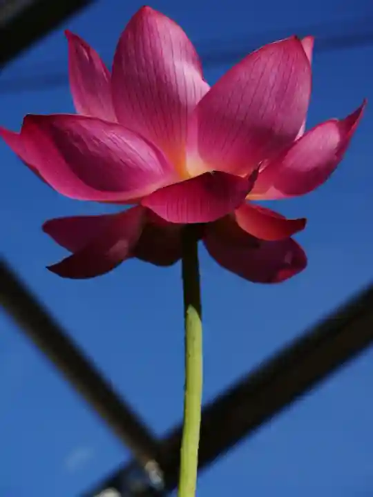 極楽山 浄土寺の自然