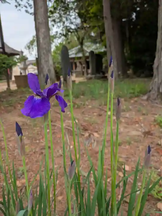 伏木香取神社(茨城県)