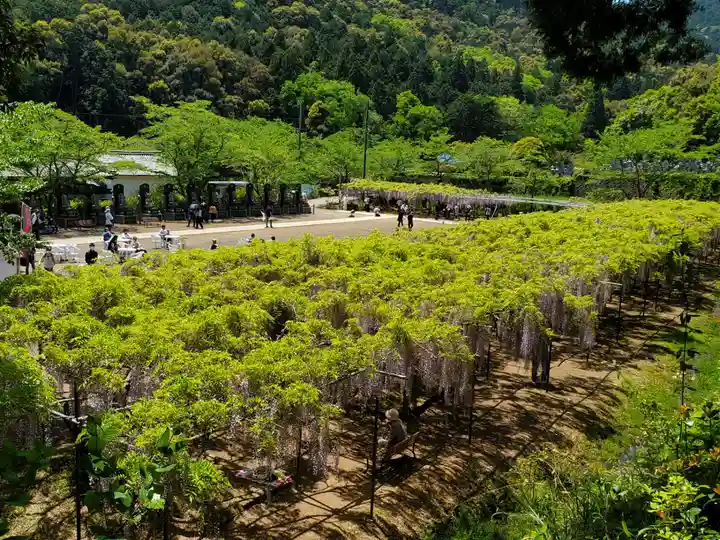 天台宗 五大山 白毫寺の自然
